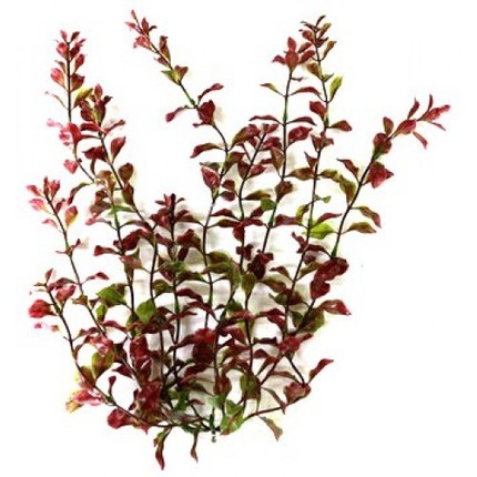 Растение DecoArt Red Ludwigia - XL (38 см)